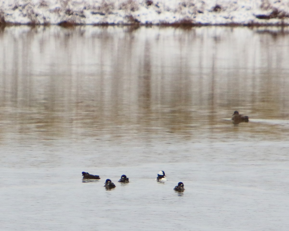 Bufflehead - ML502378491