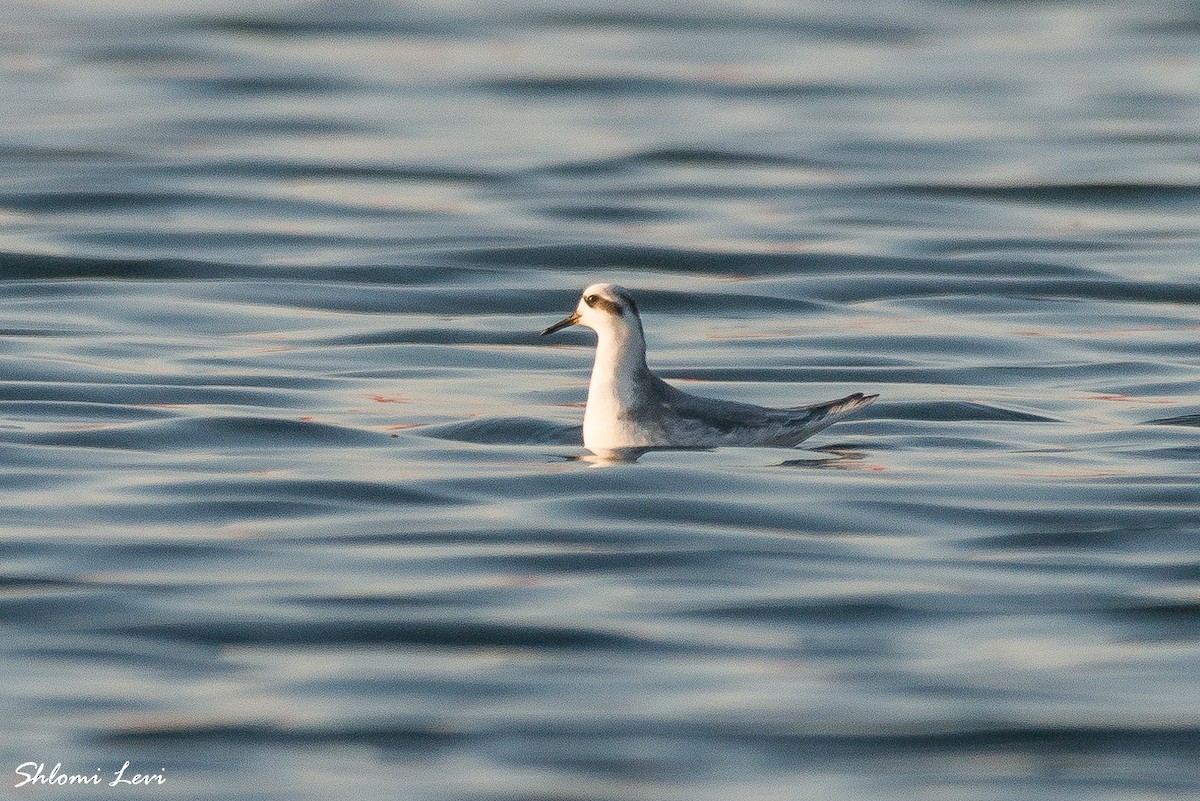 polarsvømmesnipe - ML502380091