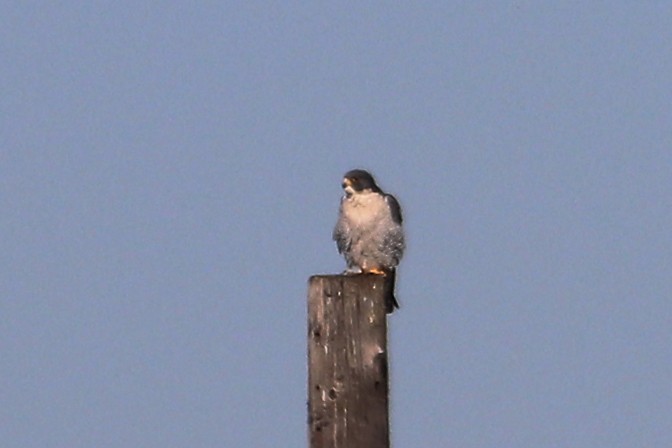 Peregrine Falcon - ML502380131