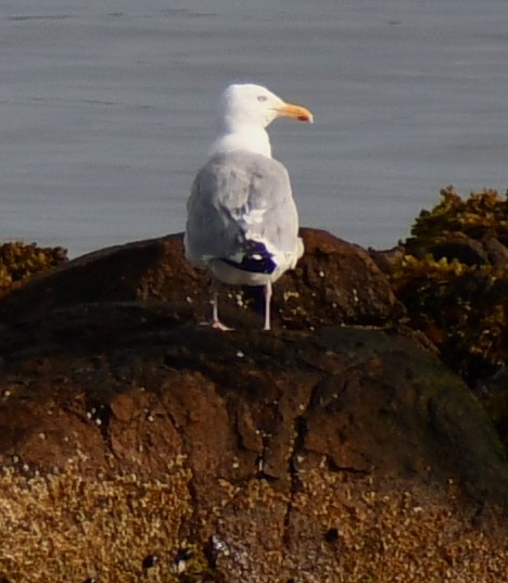 Gaviota Argéntea - ML502381481