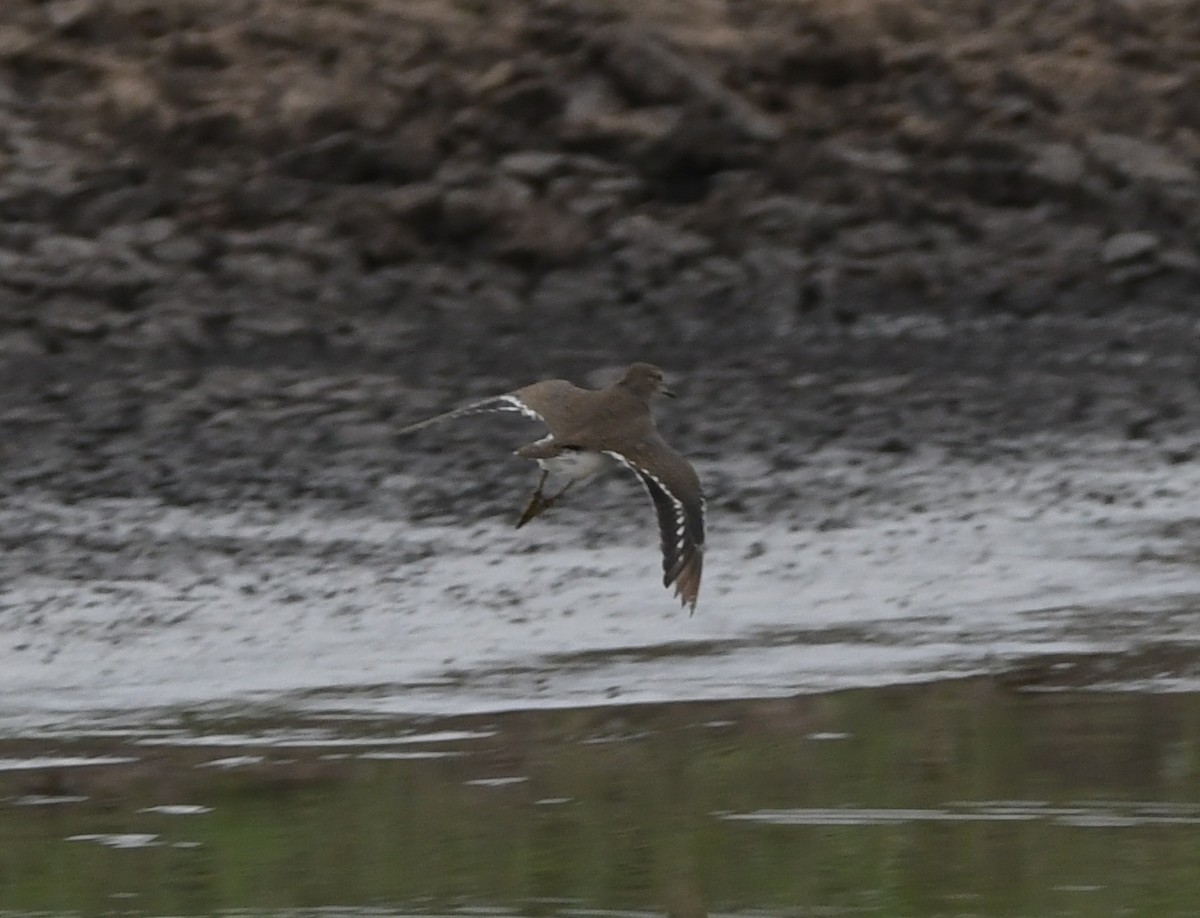 Common Sandpiper - Gabriel Jamie