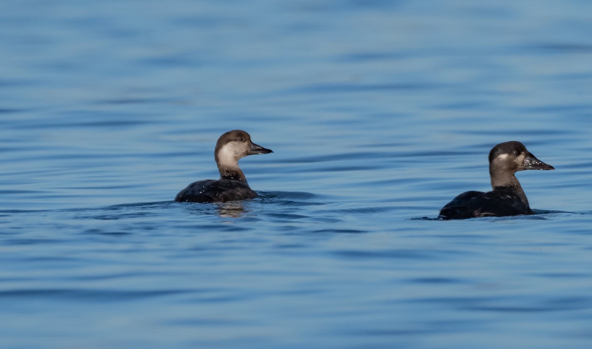 Black Scoter - ML502382001