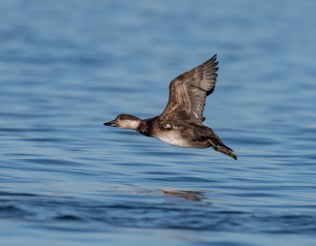 Black Scoter - Philip Georgakakos