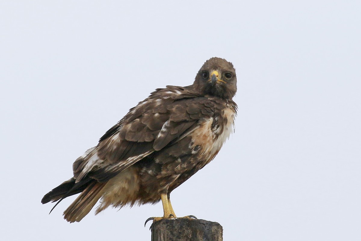 Jackal Buzzard - ML502383381