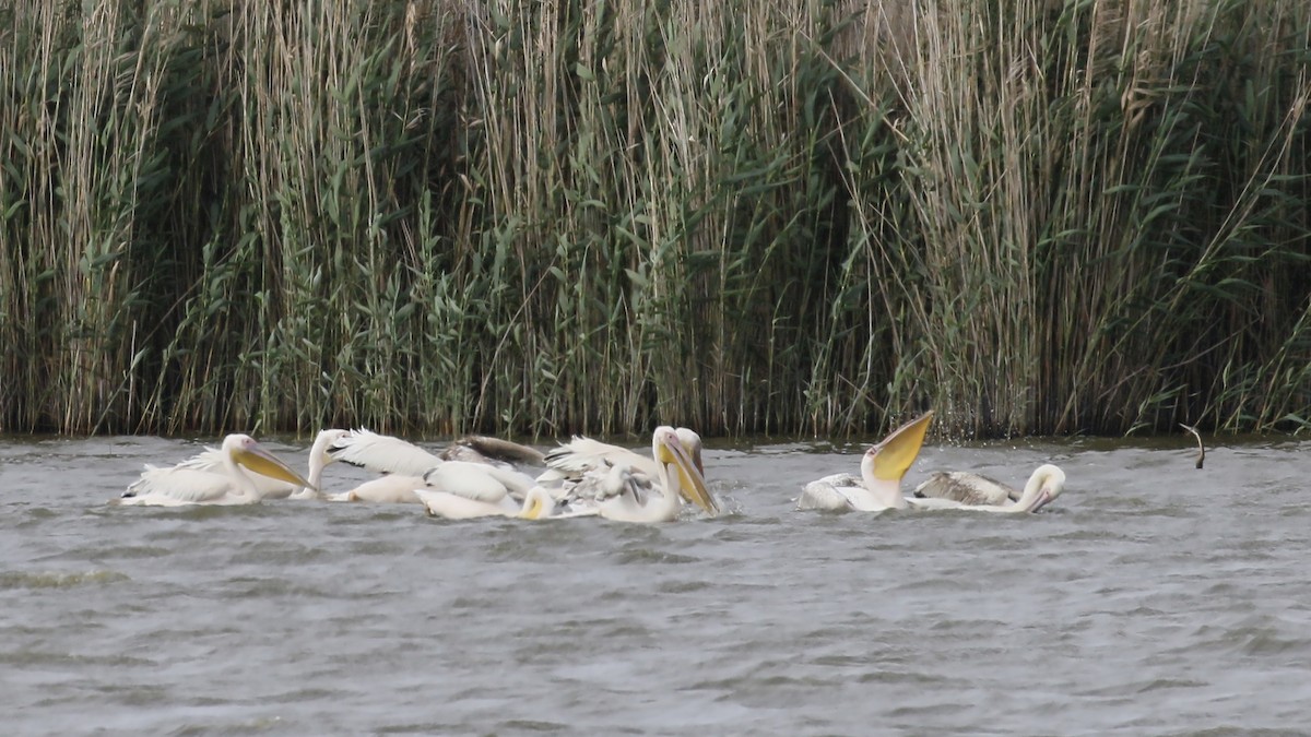 Great White Pelican - ML502383461