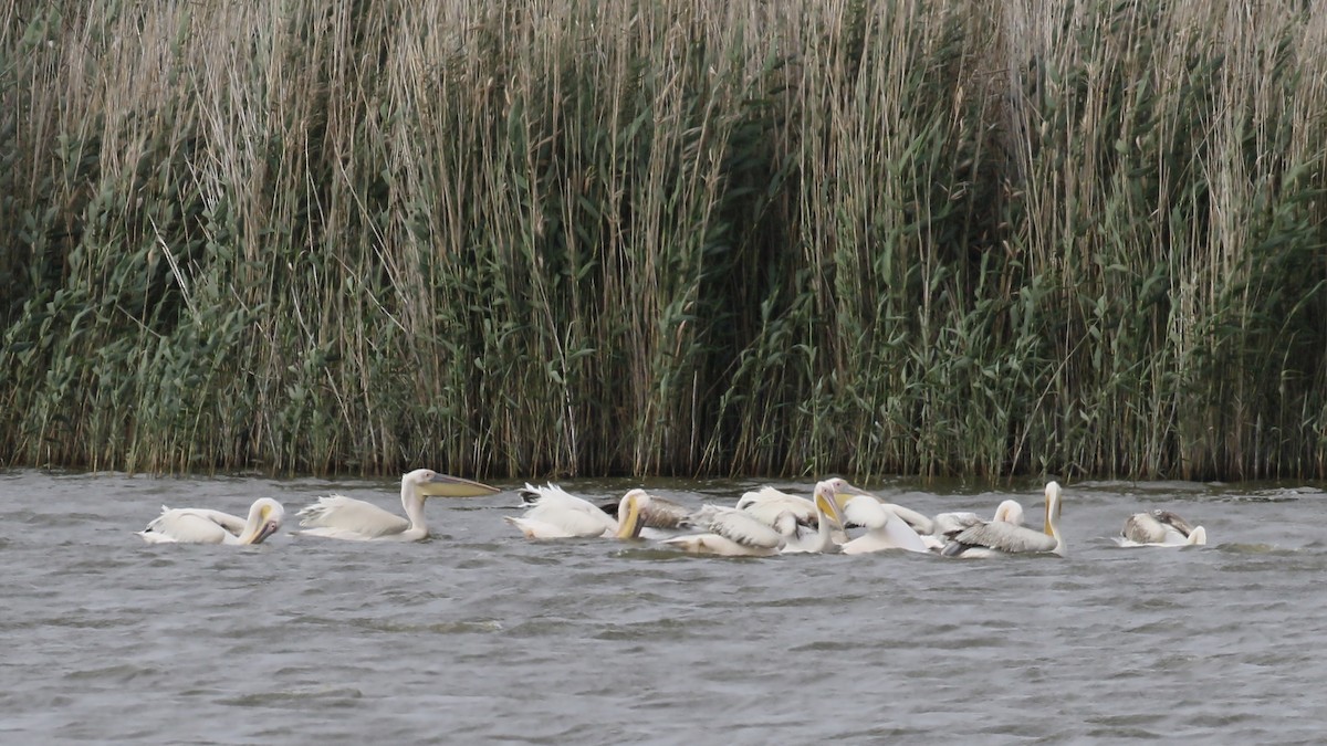 Great White Pelican - ML502383481