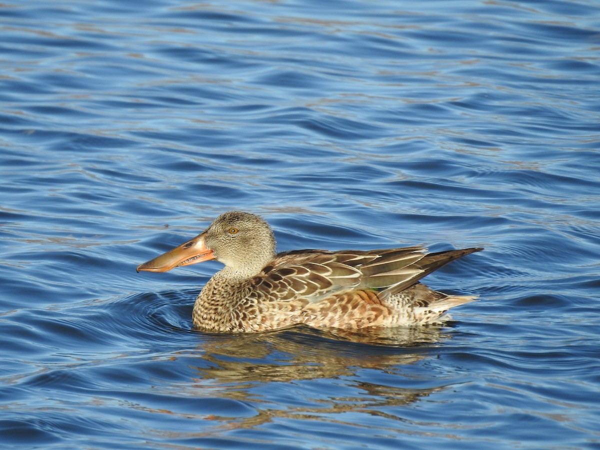 מרית צפונית - ML502383921
