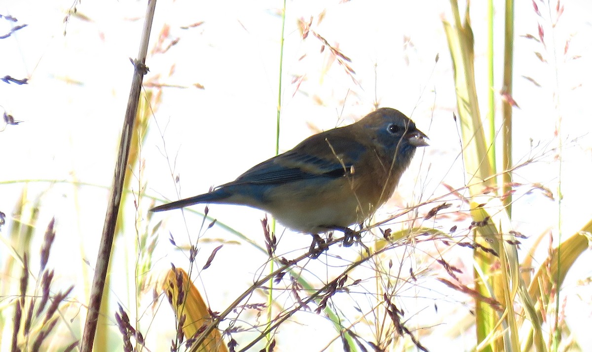 Lazuli Bunting - ML502384121