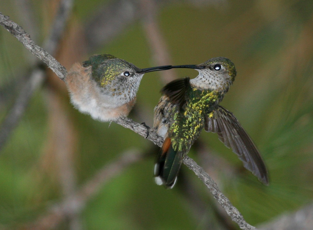 Broad-tailed Hummingbird - Ken Blankenship