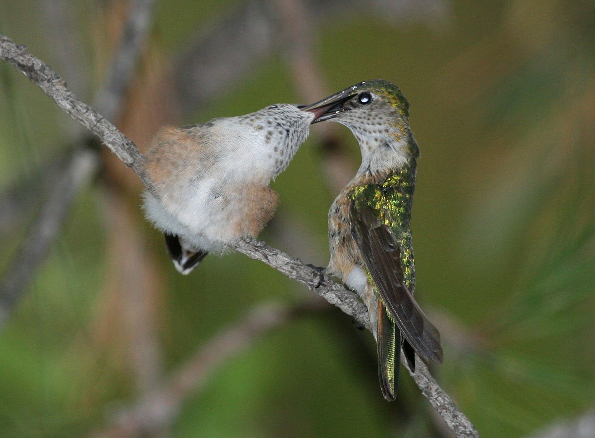 Broad-tailed Hummingbird - Ken Blankenship