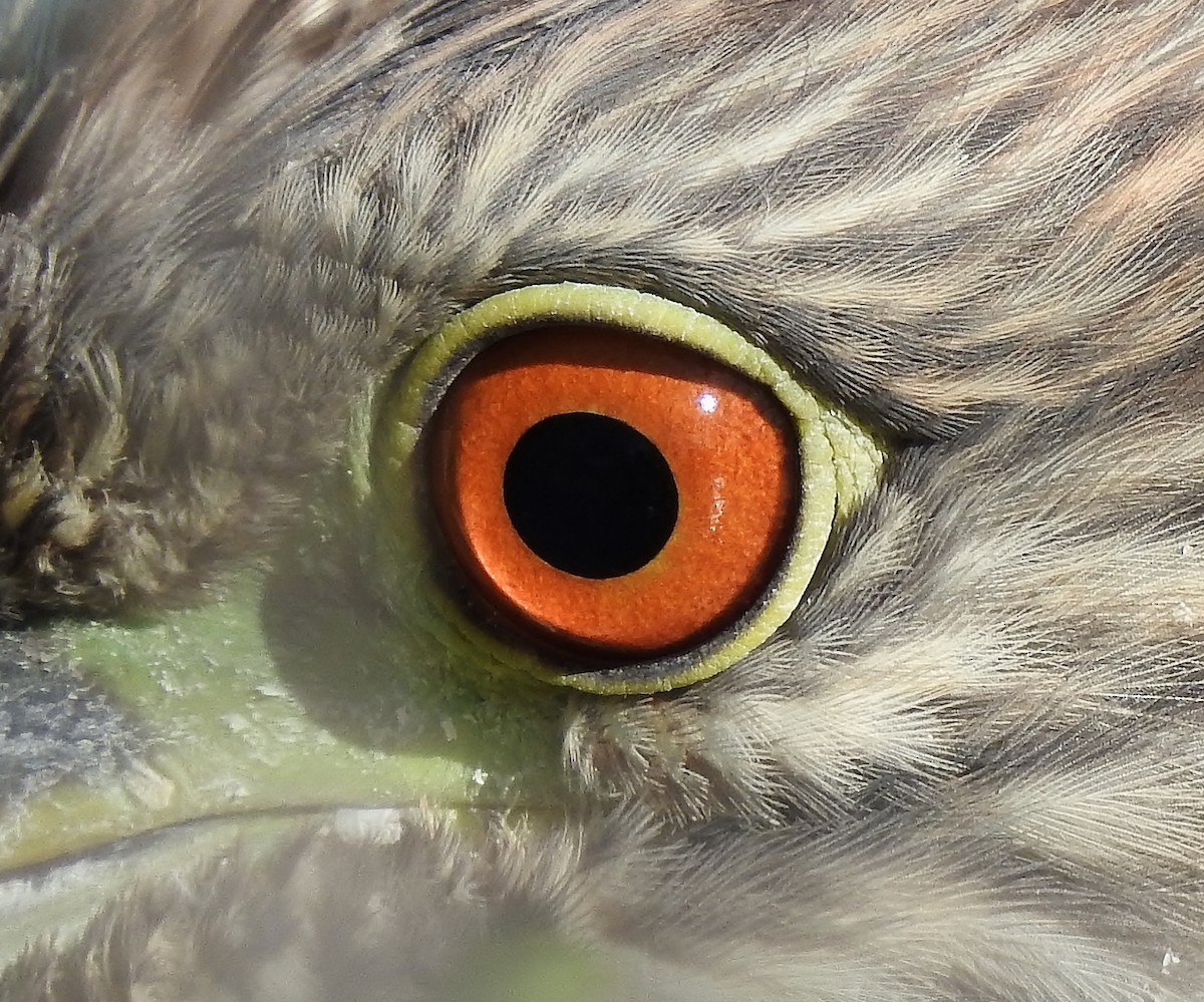 Black-crowned Night Heron - Donna Johnston