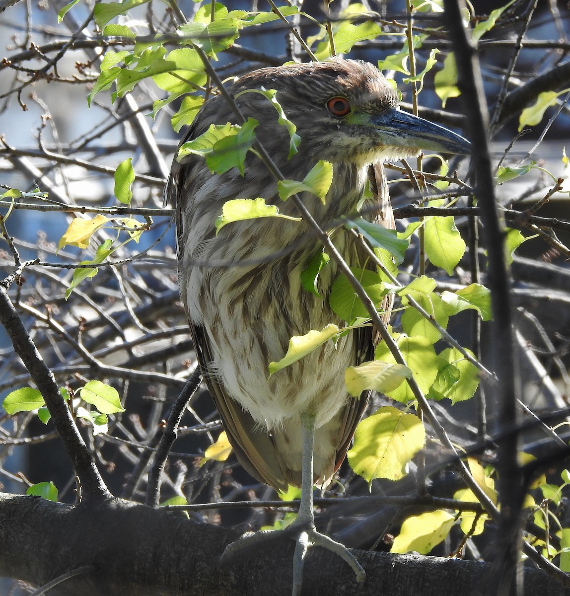 Black-crowned Night Heron - Donna Johnston