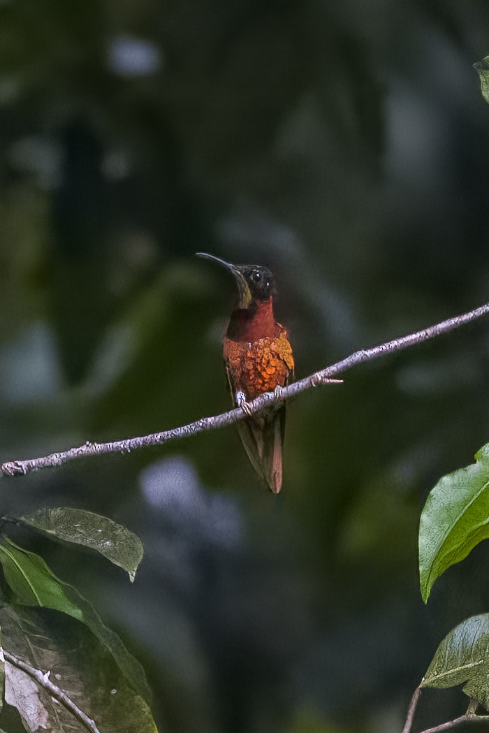 Colibrí Topacio - ML502386491