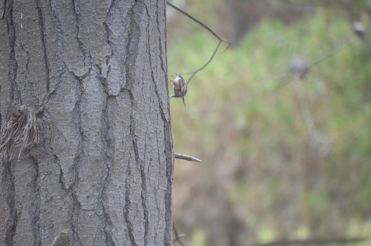 Thorn-tailed Rayadito - ML502386611