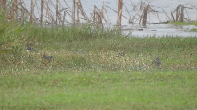 Wilson's Snipe - ML502386961