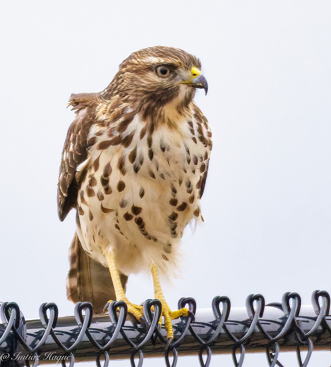 hawk sp. - ML502387521