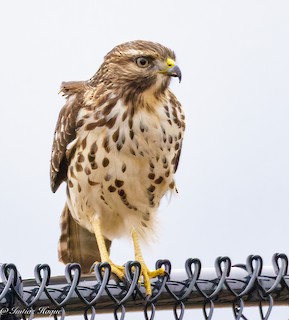 タカ科 - eBird