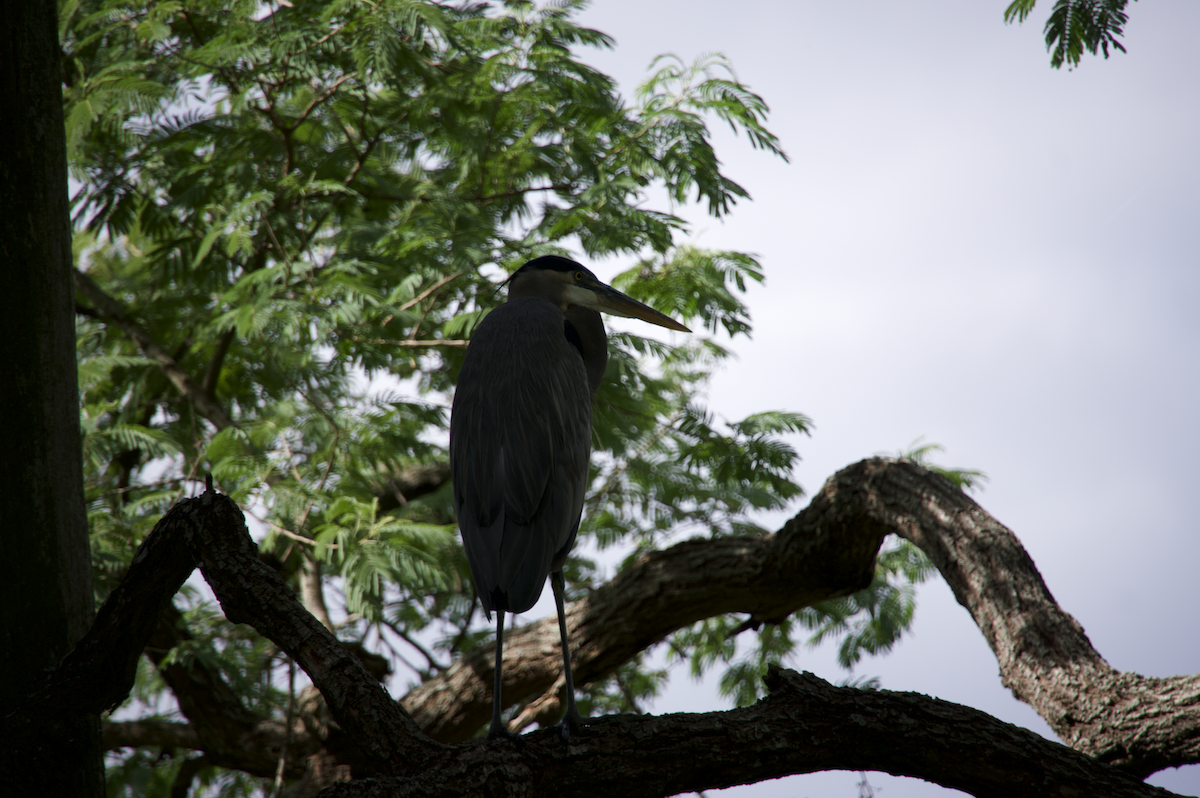 Great Blue Heron - ML502387951