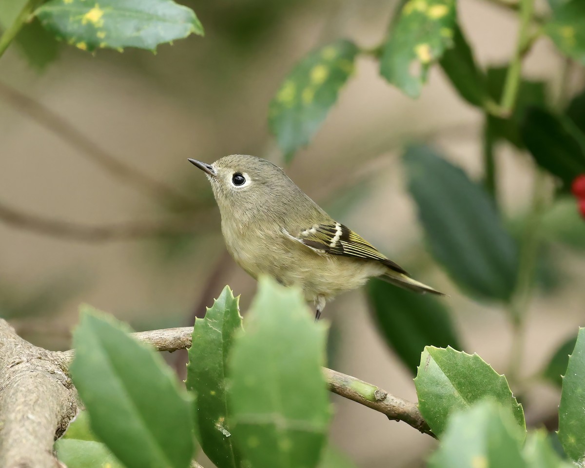 Ruby-crowned Kinglet - ML502388251