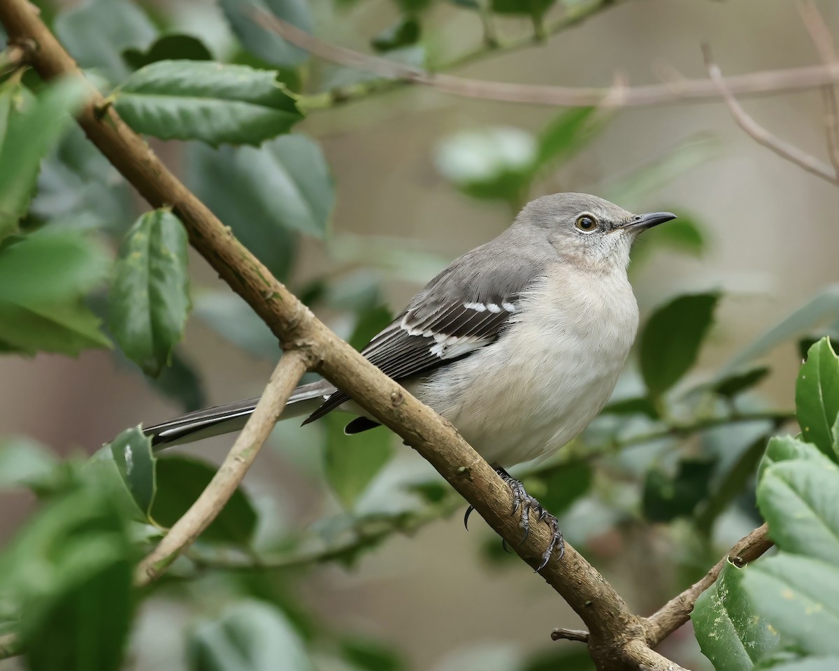 Northern Mockingbird - ML502388291