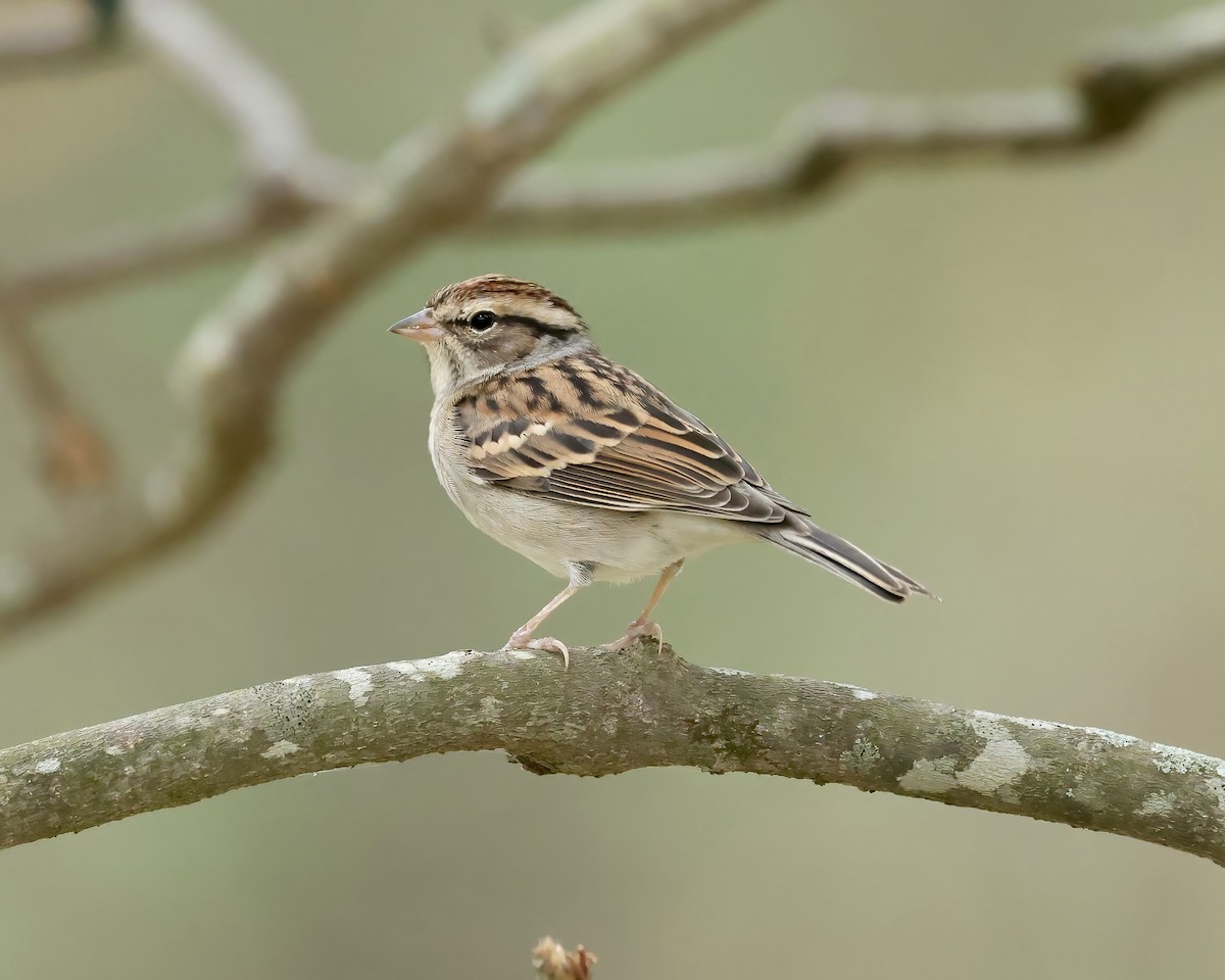 Chipping Sparrow - ML502388341