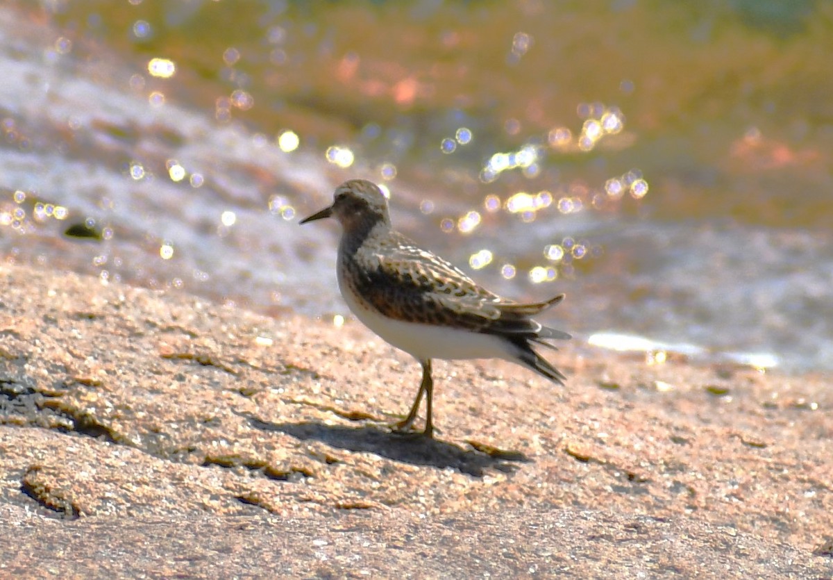 Semipalmated Sandpiper - Joe and Amy Taylor