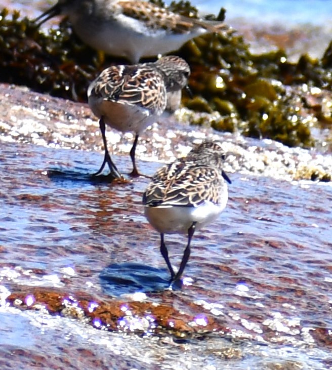 Semipalmated Sandpiper - ML502389261