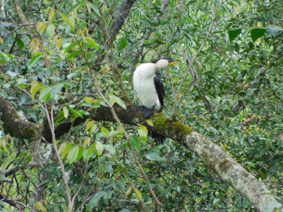 Little Pied Cormorant - Jemaine Mulcahy