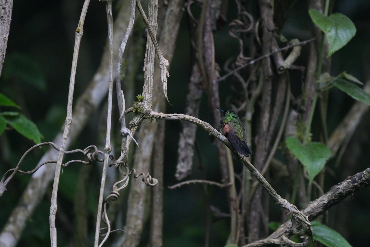 Stripe-tailed Hummingbird - Roger Horn