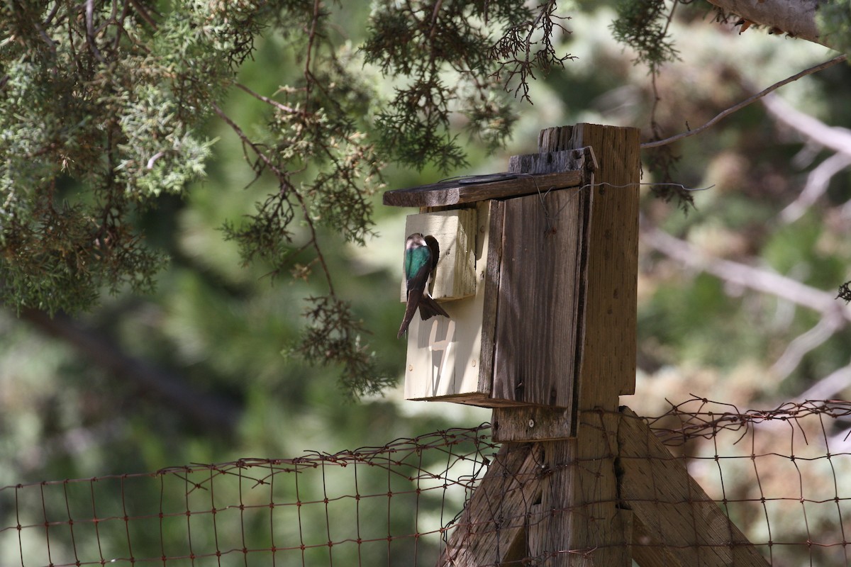 Violet-green Swallow - ML502391741