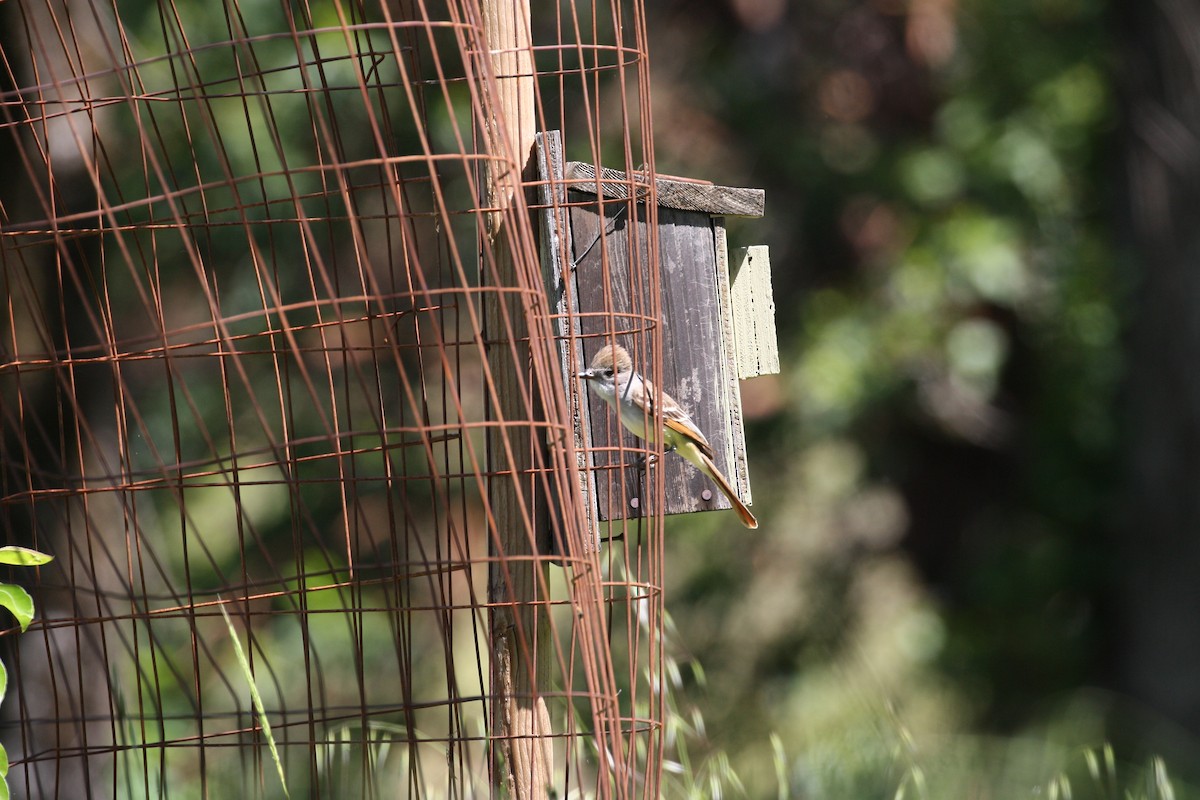 Ash-throated Flycatcher - ML502391851