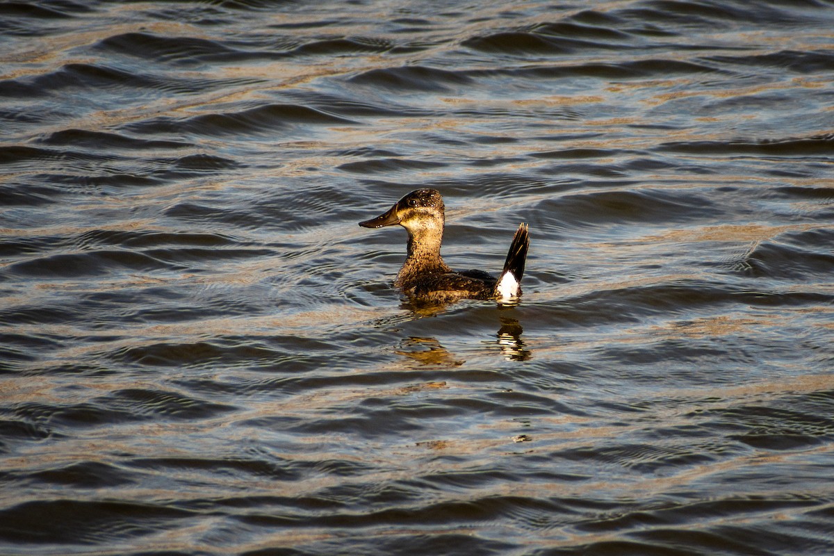 Ruddy Duck - ML502392161