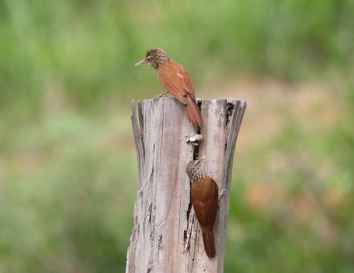 Straight-billed Woodcreeper - Silvia Faustino Linhares