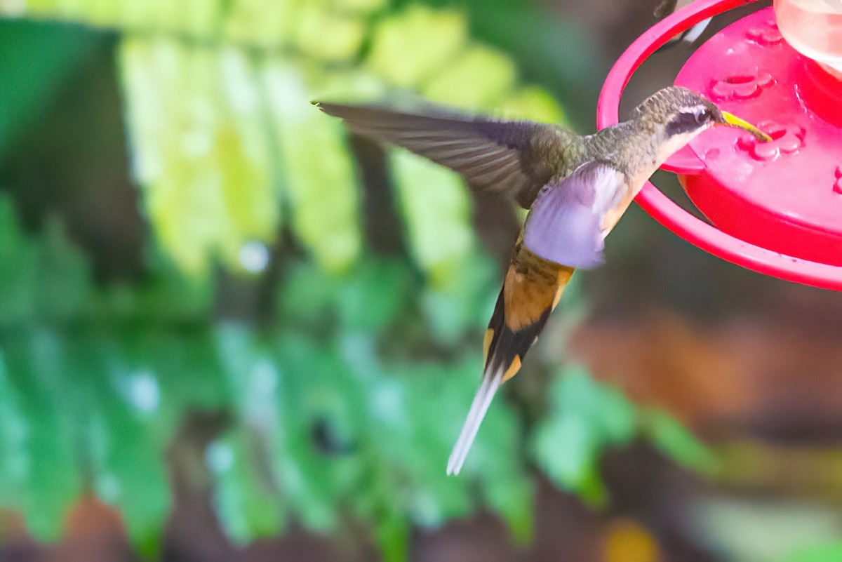 kolibřík dlouhoocasý - ML502394561