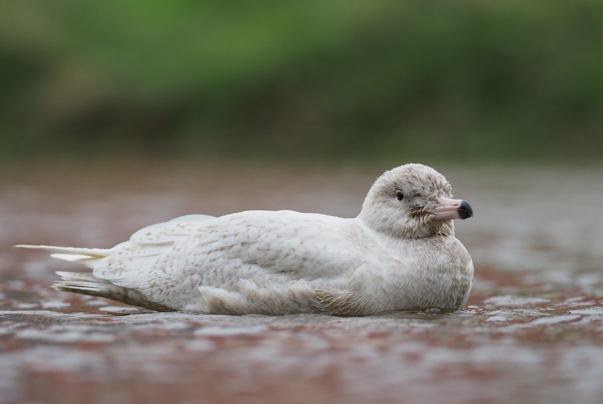 Glaucous Gull - ML502395641