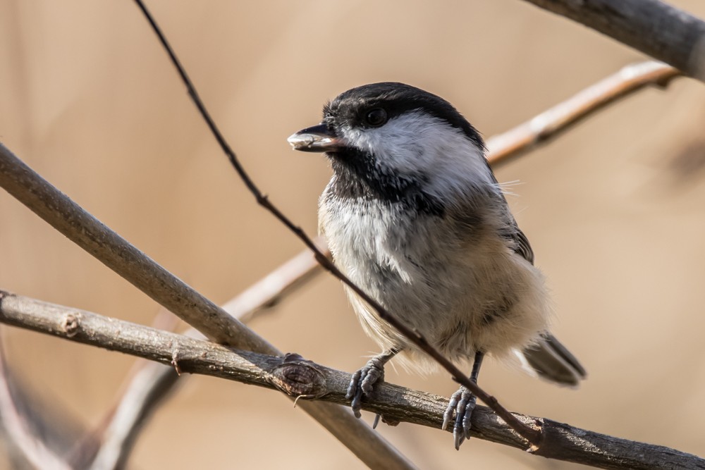 Mésange à tête noire - ML502396081