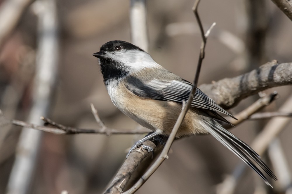 Mésange à tête noire - ML502396111