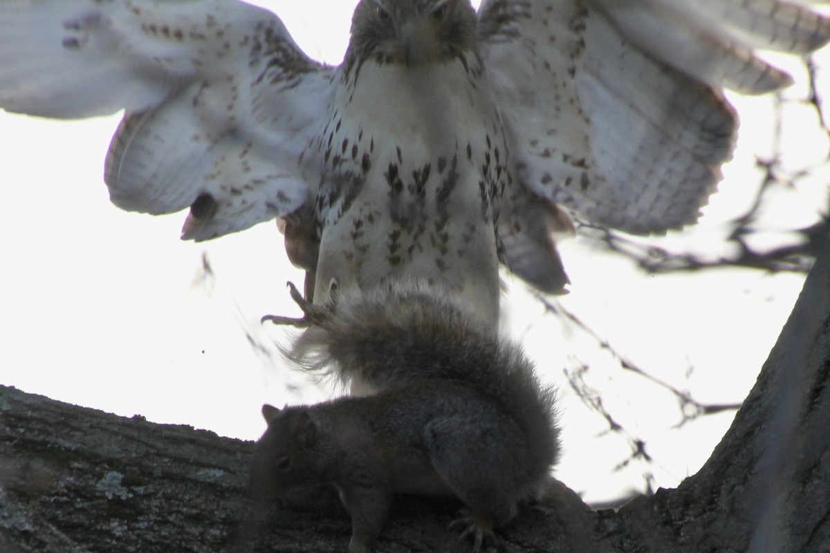 Red-tailed Hawk - ML502396341