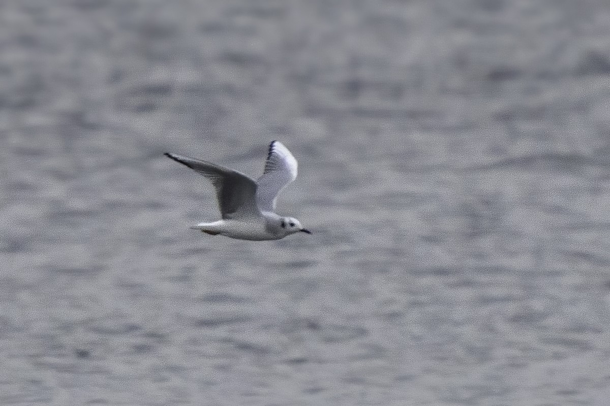 Bonaparte's Gull - ML502396651