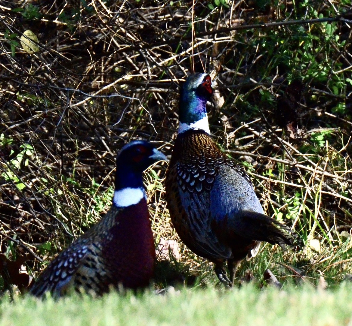 Ring-necked Pheasant - ML502396691