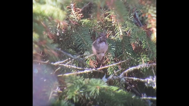 Calliope Hummingbird - ML502397061