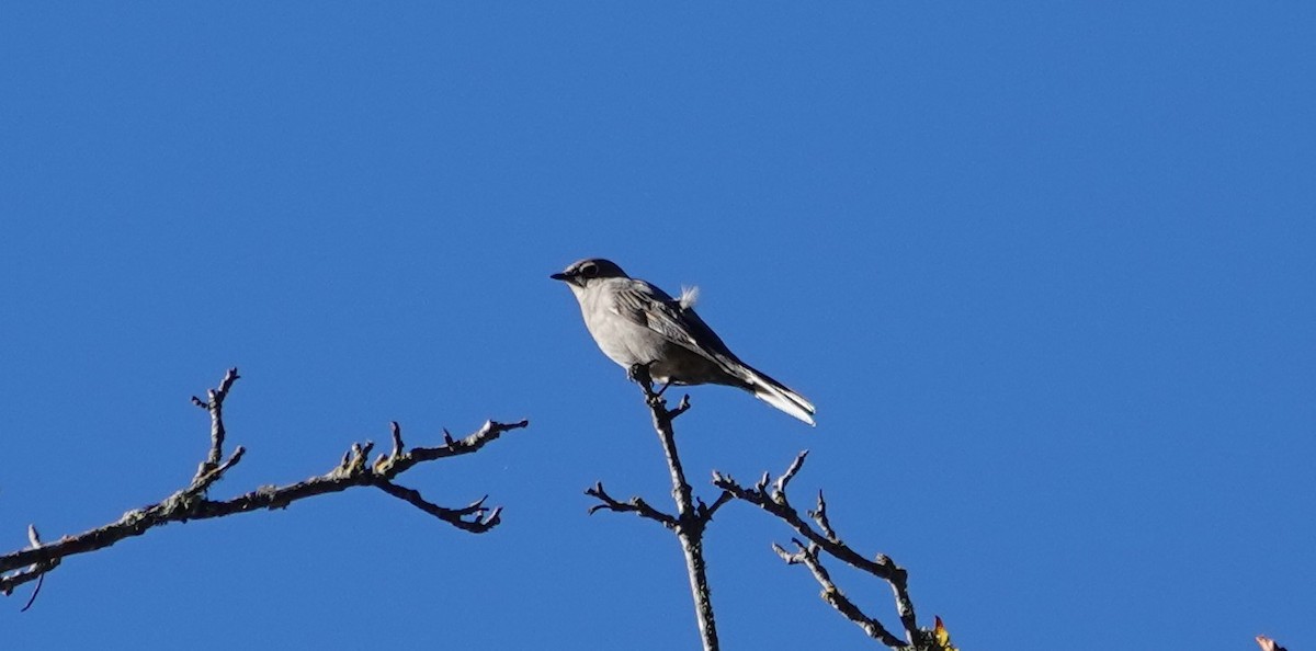 Townsend's Solitaire - ML502397211