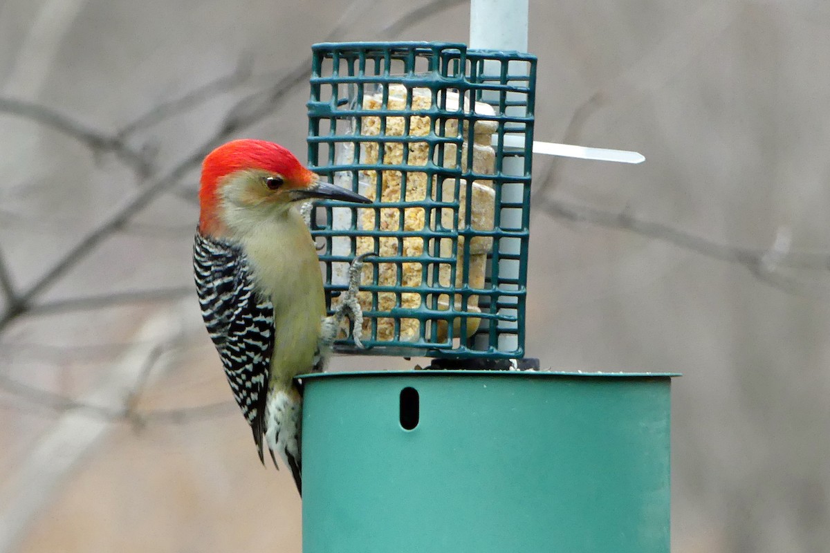 Red-bellied Woodpecker - ML502397421