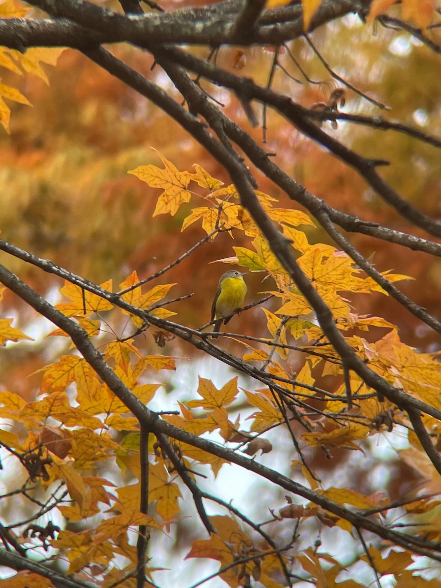 Nashville Warbler - ML502397541