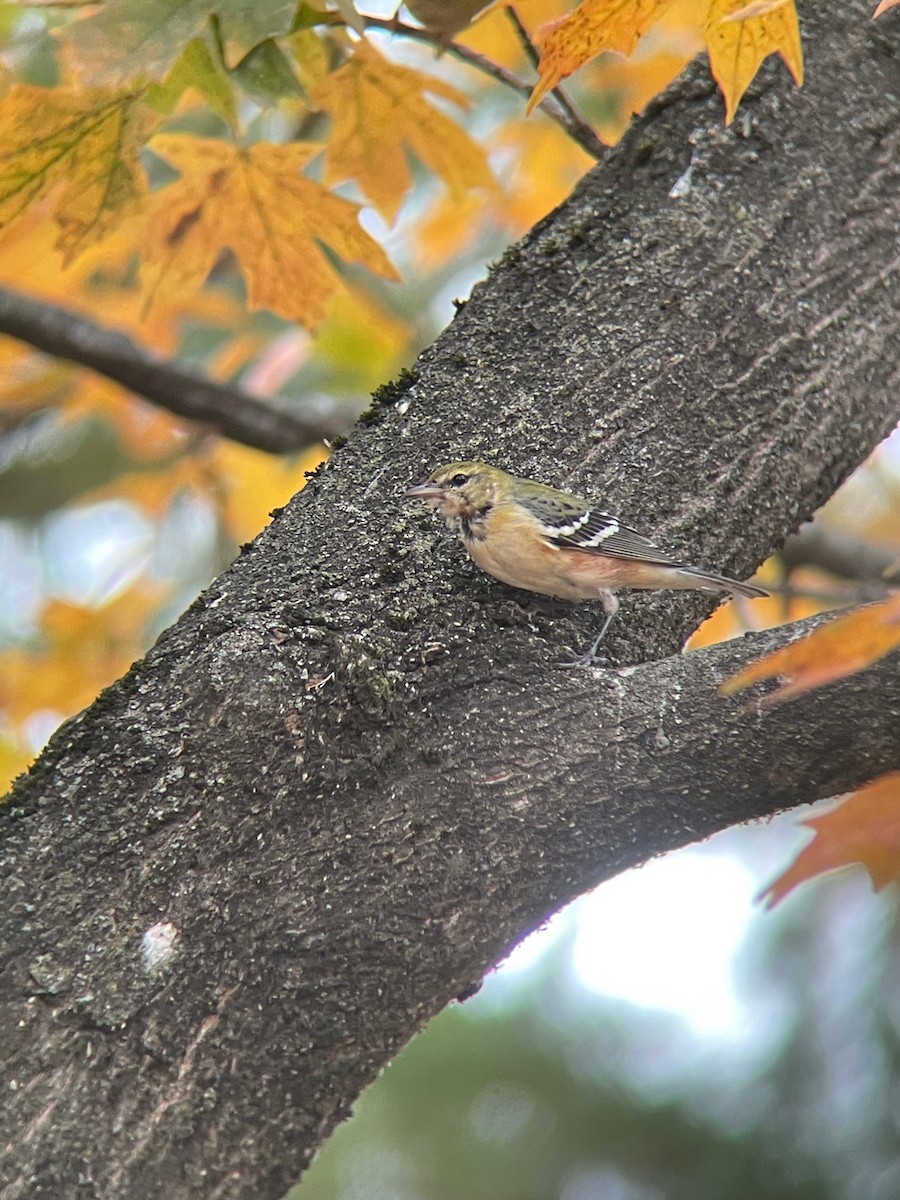 Bay-breasted Warbler - ML502397811