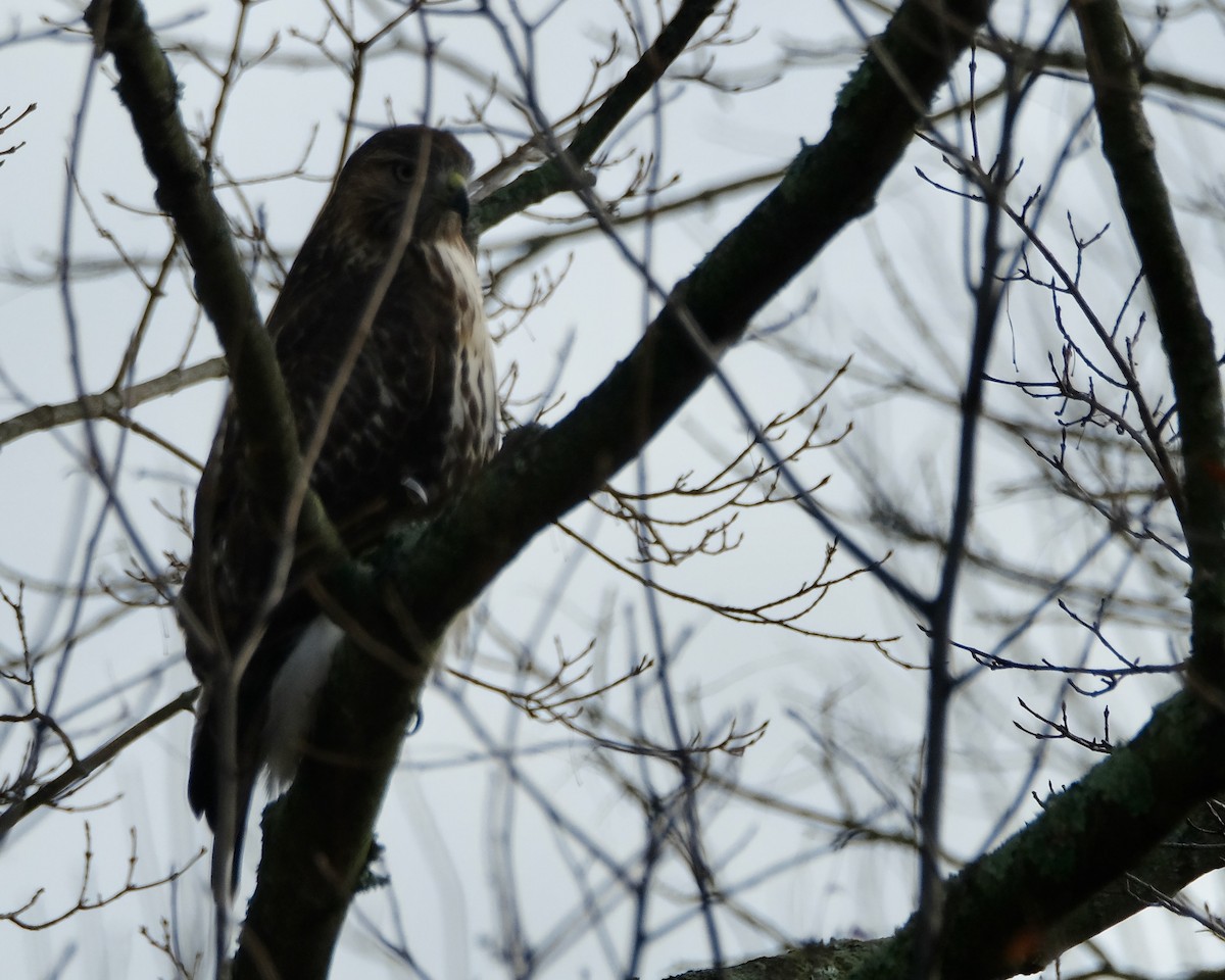 Red-tailed Hawk - ML502398101