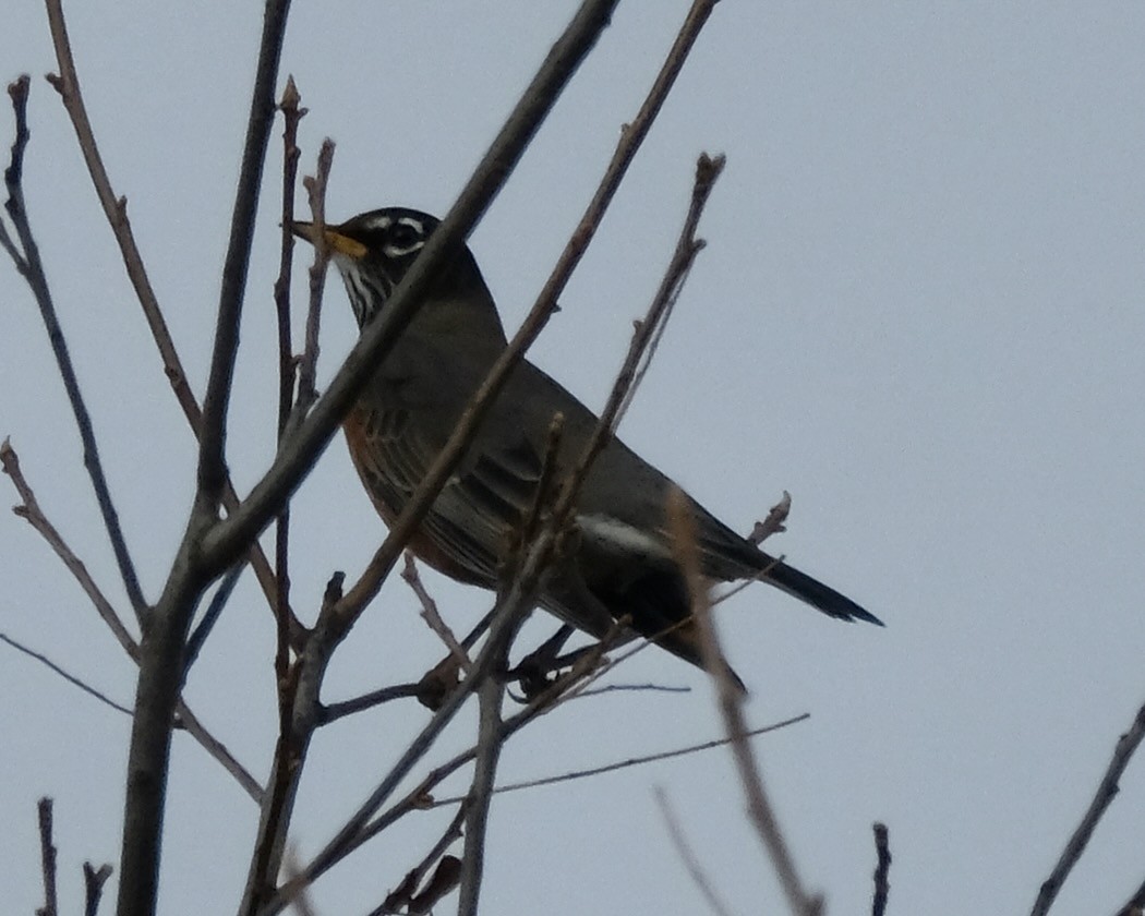 American Robin - ML502398111