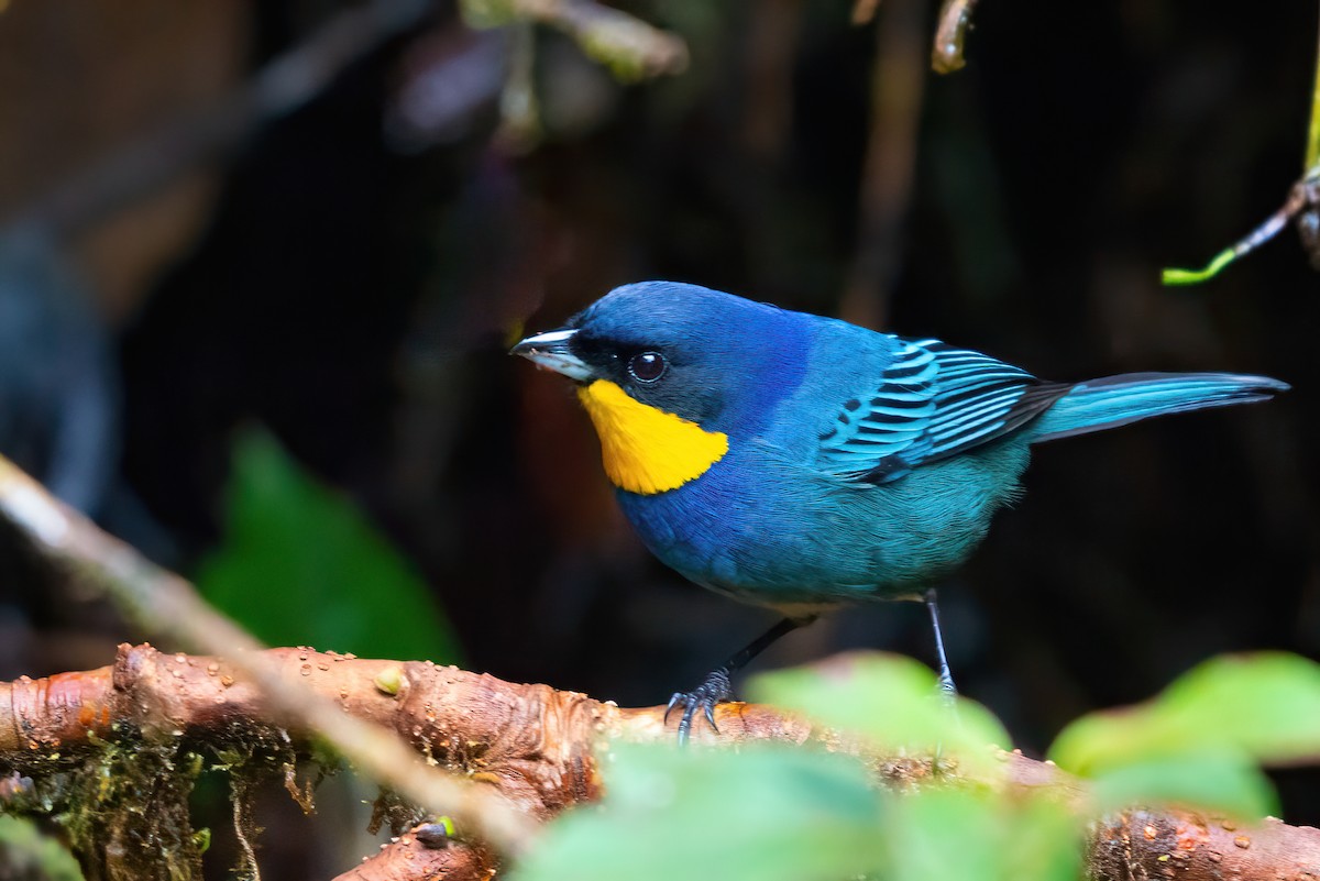 Purplish-mantled Tanager - Jaap Velden