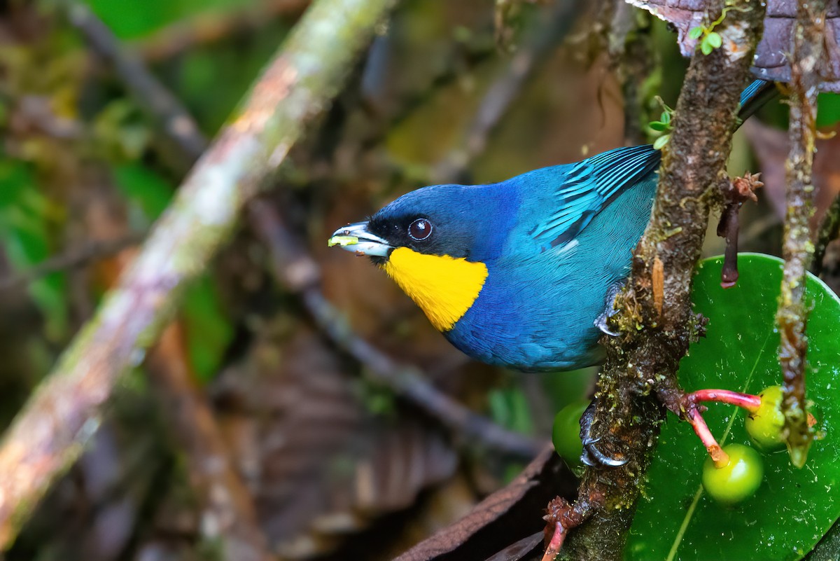 Purplish-mantled Tanager - ML502399551