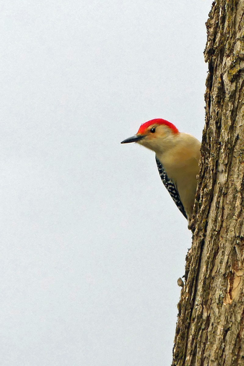 Red-bellied Woodpecker - ML502400211